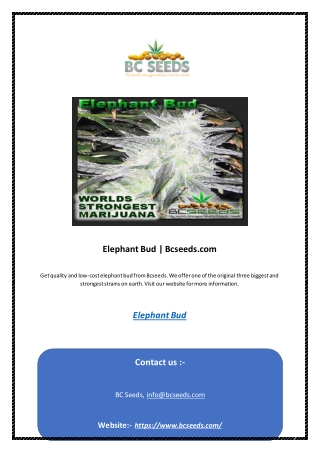 Elephant Bud | Bcseeds.com