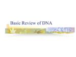 Basic Review of DNA