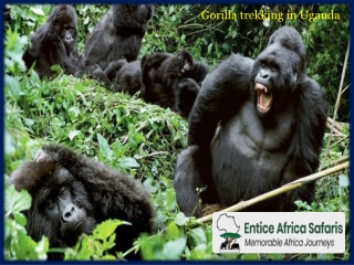 Gorilla trekking in Uganda