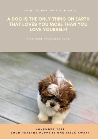 Havanese Puppies For Sale- Buy Now at AlbrightKennel