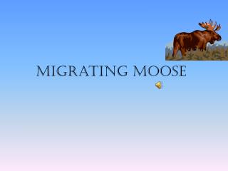 Migrating moose
