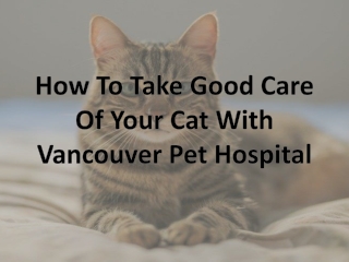 How To Take Good Care Of Your Cat With Vancouver Pet Hospital