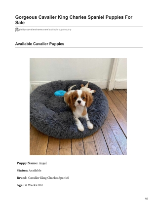 Angel Cavalier King Charles Spaniel Puppy