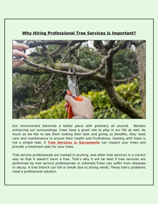 Why Professional Tree Services Best Solution For Tree Problems?