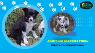 Australian Shepherd Puppy for Sale - Rising Sun Farm