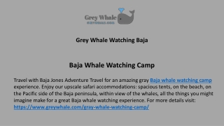 Baja Whale Watching Camp