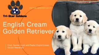 Kind, Gentle, Loyal and Playful English Cream Golden Retrievers | Tristar Golden