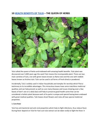 10 HEALTH BENEFITS OF TULSI – THE QUEEN OF HERBS