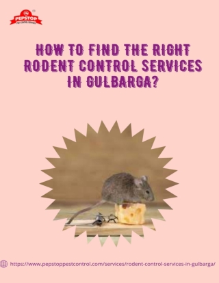 How to find the right Rodent Control Services in Gulbarga-pepstoppestcontrol.com_