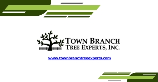 Top Most Tree Cutting Services in Lexington KY | Town Branch Tree Expert