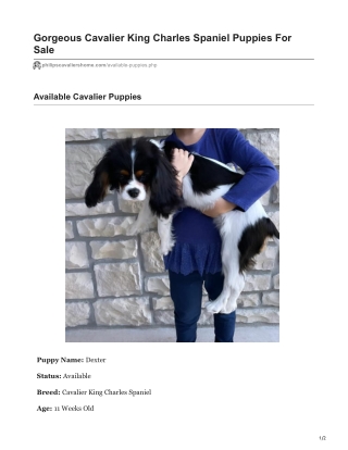 Dexter Cavalier King Charles Spaniel Puppy