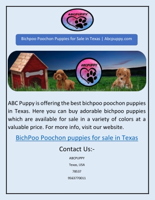 Bichpoo Poochon Puppies for Sale in Texas | Abcpuppy.com