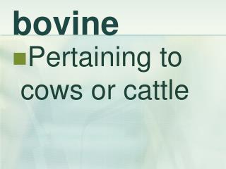 bovine