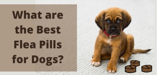 Best Flea Pills for Dogs