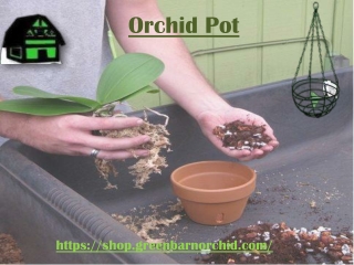 Buy Orchid Pot | shop.greenbarnorchid.com