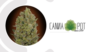 Important Things to Consider When Choosing a Cannabis Seeds Online Shop