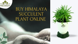 Buy Himalaya Succulent Plant Online In  India