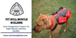 Pit bull muscle building