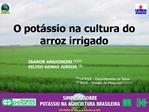 O pot ssio na cultura do arroz irrigado