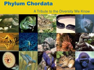 Phylum Chordata