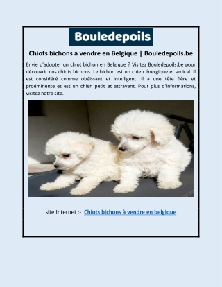 Chiots bichons à vendre en Belgique | Bouledepoils.be