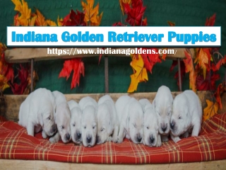 World Class Indiana Golden Retriever Puppies for Sale