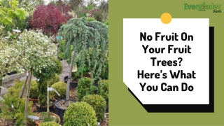 No Fruit On Your Fruit Trees Here’s What You Can Do