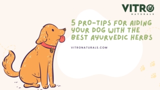 5 Pro-Tips for Aiding Your Dog with the Best Ayurvedic Herbs