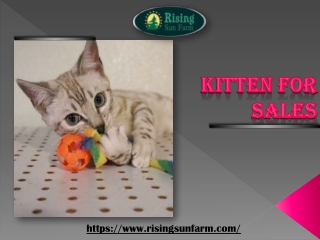 Best Quality Kitten for Sales | Rising Sun Farm