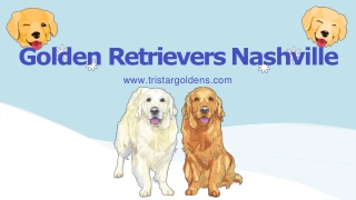 Golden retrievers nashville puppies | Tristar Goldens