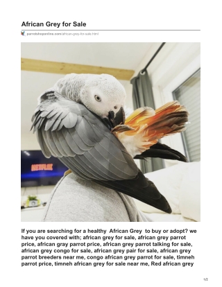 Timneh African Grey Parrot