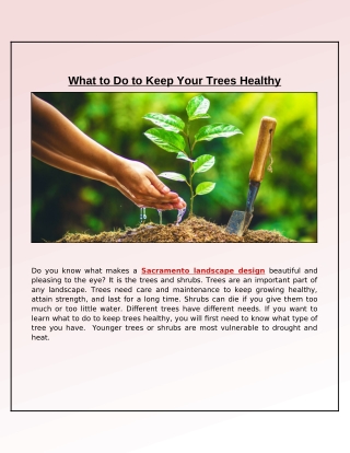 How to Maintain the Health of Your Trees?