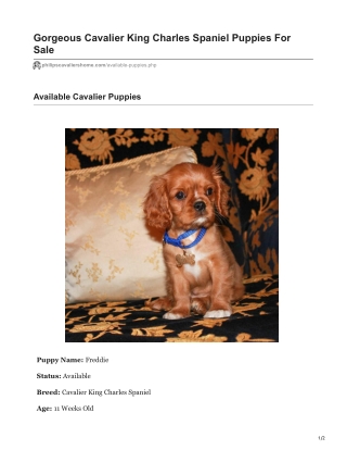 Freddie Cavalier King Charles Spaniel Puppy