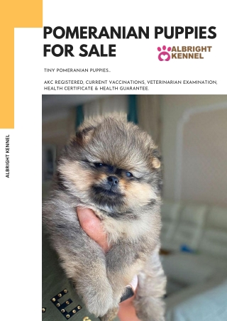5 Best Pomeranian Breeders in Pennsylvania