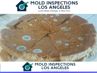 Best Mold Inspection Company La