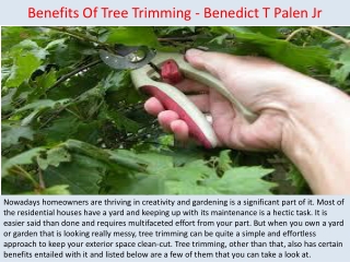 Benefits Of Tree Trimming - Benedict T Palen Jr