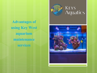 Advantages of Hiring a Key West aquarium maintenance Service to Clean Aquarium