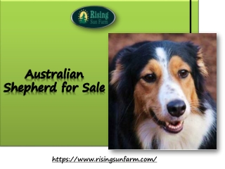 #1 Australian Shepherd for Sale at Rising Sun Farm