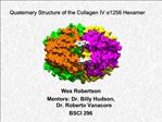 Quaternary Structure of the Collagen IV a1256 Hexamer