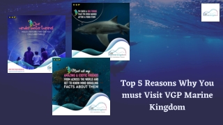 Top 5 Reasons Why You must Visit VGP Marine Kingdom