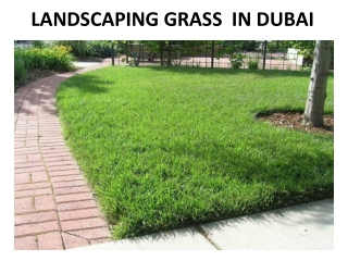 Landscaping Grass