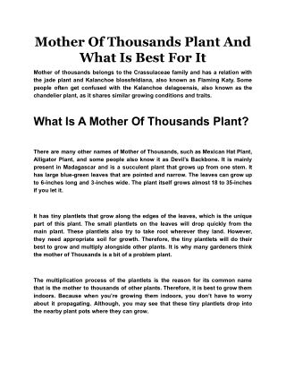 Mother Of Thousands Plant And What Is Best For It