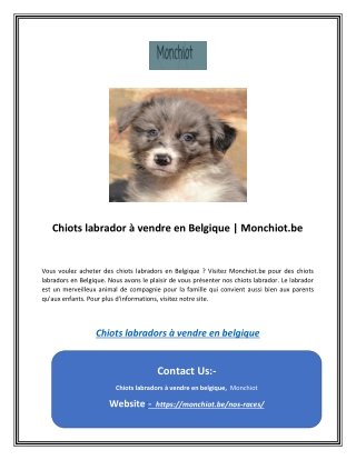 Chiots labrador à vendre en Belgique | Monchiot.be
