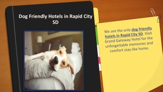 Dog Friendly Hotels in Rapid City SD