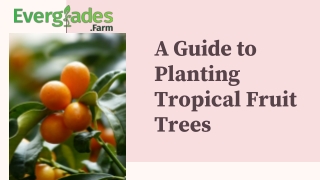 A Guide to Planting Tropical Fruit Trees