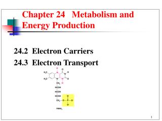Chapter 24 Metabolism and Energy Production
