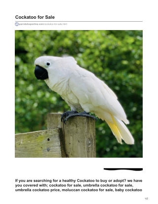 Umbrella Cockatoo with Yellow Tail