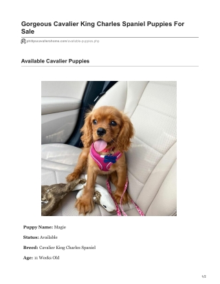 Magie Cavalier King Charles Spaniel Puppy