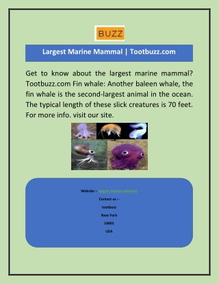 Largest Marine Mammal  Tootbuzz.com-converted