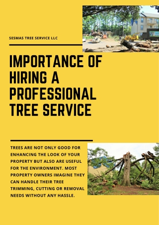 Importance of hiring a professional tree service